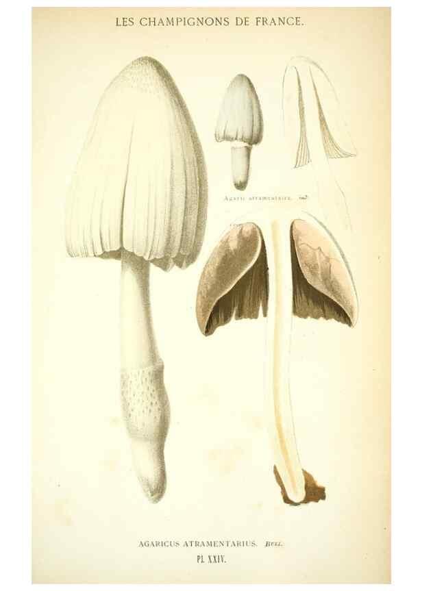 Reproducción/Reproduction 8558710965: Les champignons de la France :. Paris :J. Rothschild,1870.