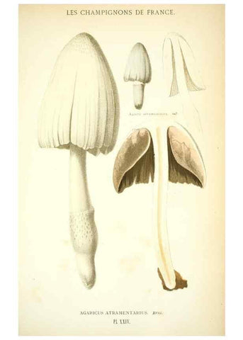 Reproducción/Reproduction 8558710965: Les champignons de la France :. Paris :J. Rothschild,1870.