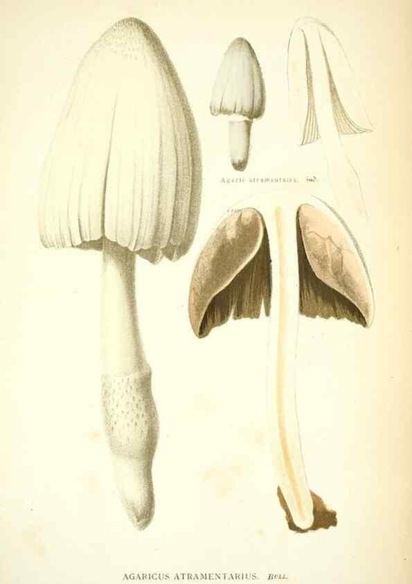 Reproducción/Reproduction 8558710965: Les champignons de la France :. Paris :J. Rothschild,1870.