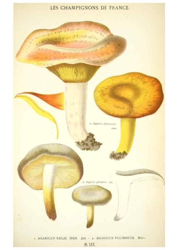 Reproducción/Reproduction 8558711231: Les champignons de la France :. Paris :J. Rothschild,1870.