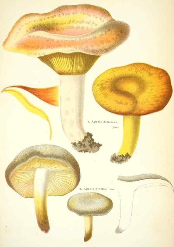 Reproducción/Reproduction 8558711231: Les champignons de la France :. Paris :J. Rothschild,1870.