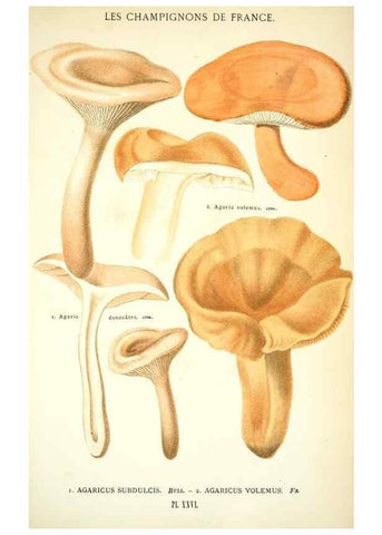 Reproducción/Reproduction 8559819038: Les champignons de la France :. Paris :J. Rothschild,1870.
