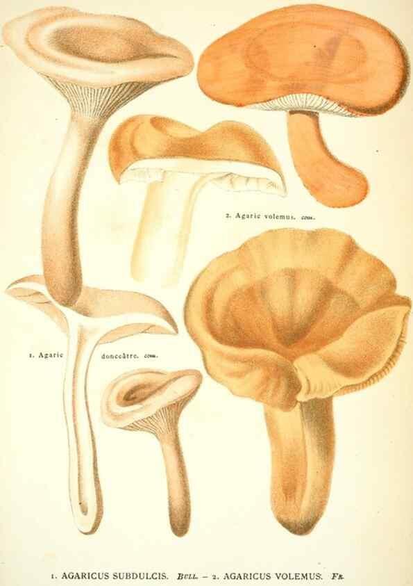 Reproducción/Reproduction 8559819038: Les champignons de la France :. Paris :J. Rothschild,1870.