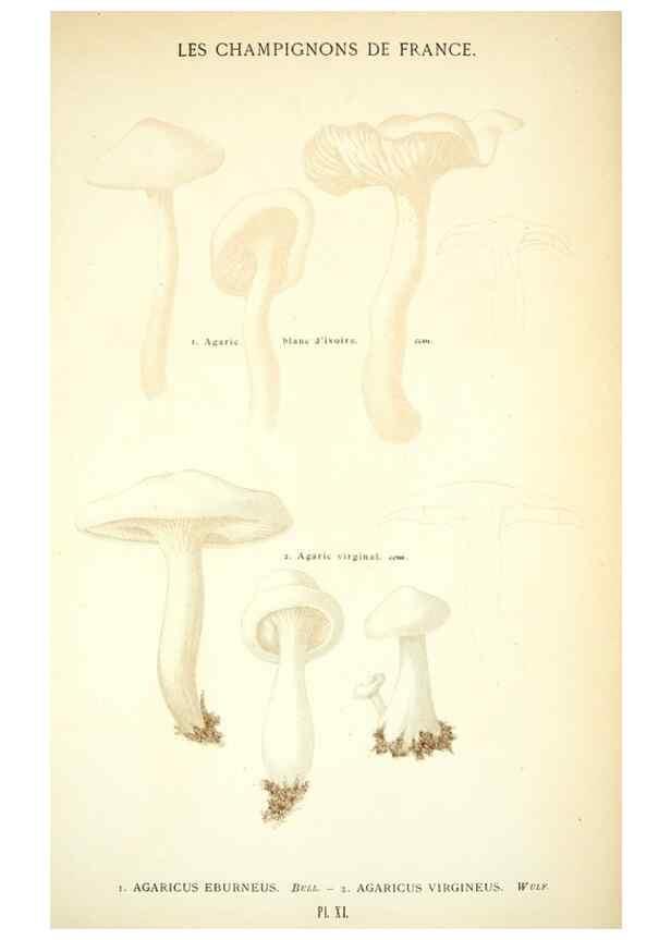 Reproducción/Reproduction 8558707573: Les champignons de la France :. Paris :J. Rothschild,1870.