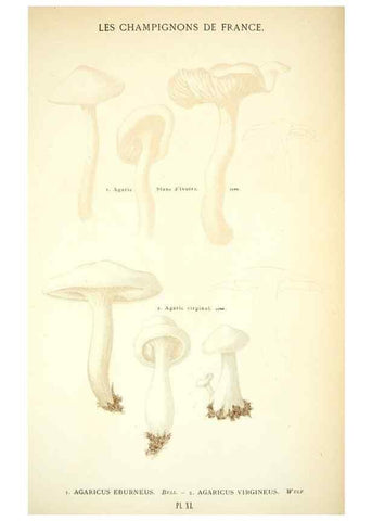 Reproducción/Reproduction 8558707573: Les champignons de la France :. Paris :J. Rothschild,1870.