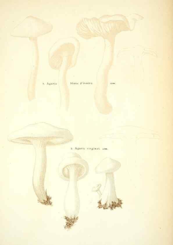Reproducción/Reproduction 8558707573: Les champignons de la France :. Paris :J. Rothschild,1870.