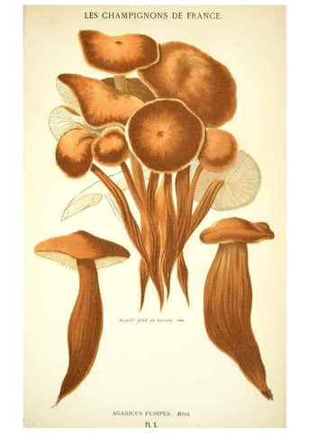 Reproducción/Reproduction 8559815008: Les champignons de la France :. Paris :J. Rothschild,1870.