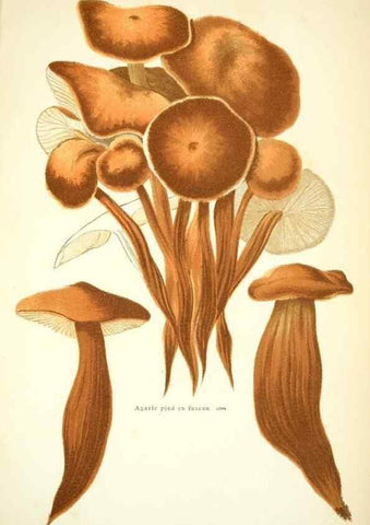 Reproducción/Reproduction 8559815008: Les champignons de la France :. Paris :J. Rothschild,1870.
