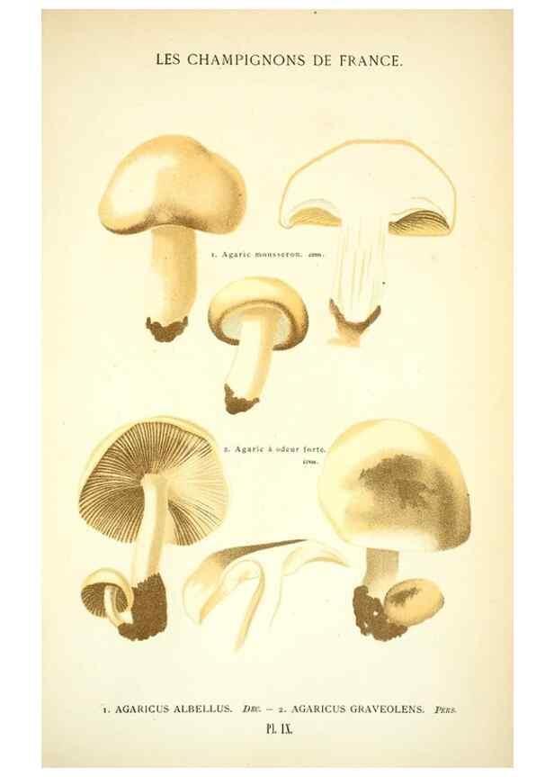 Reproducción/Reproduction 8558707071: Les champignons de la France :. Paris :J. Rothschild,1870.