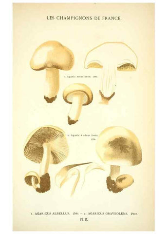 Reproducción/Reproduction 8558707071: Les champignons de la France :. Paris :J. Rothschild,1870.