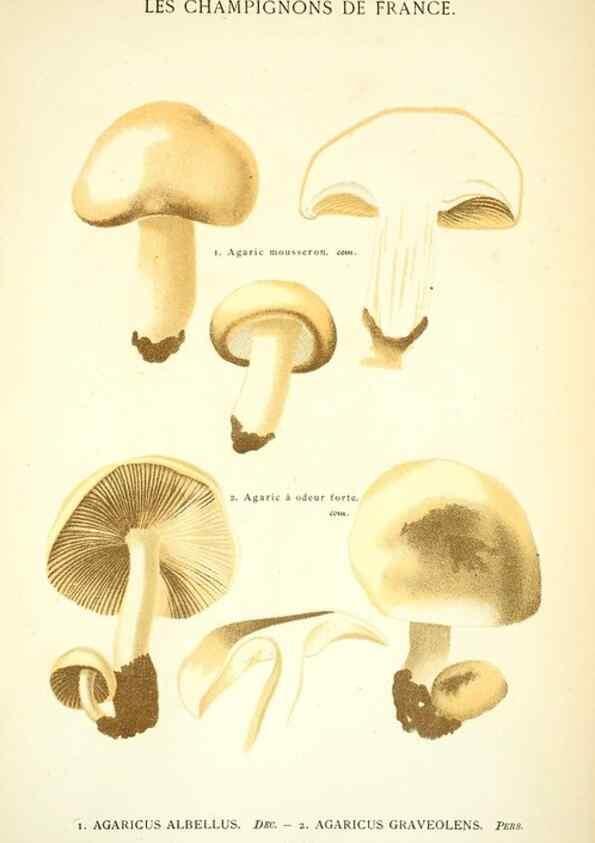 Reproducción/Reproduction 8558707071: Les champignons de la France :. Paris :J. Rothschild,1870.