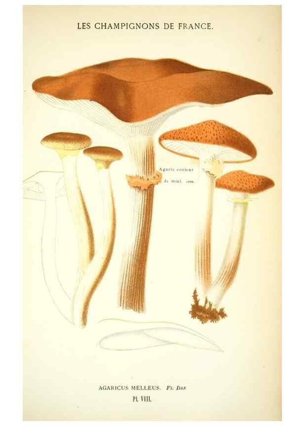 Reproducción/Reproduction 8559814536: Les champignons de la France :. Paris :J. Rothschild,1870.