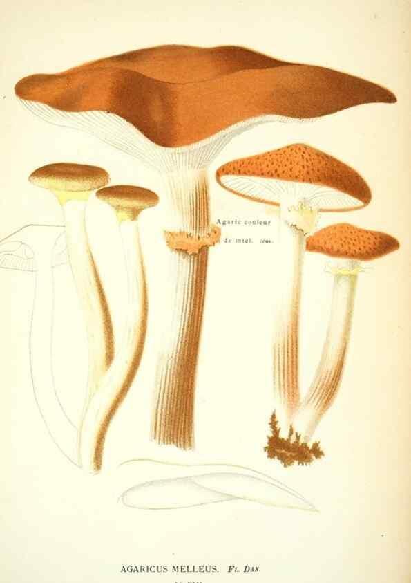 Reproducción/Reproduction 8559814536: Les champignons de la France :. Paris :J. Rothschild,1870.