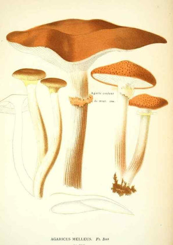 Reproducción/Reproduction 8559814536: Les champignons de la France :. Paris :J. Rothschild,1870.