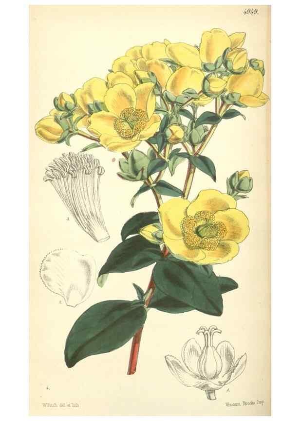 Reproducción/Reproduction 8550707825: Curtis's botanical magazine.. London ;New York [etc.] :Academic Press [etc.]