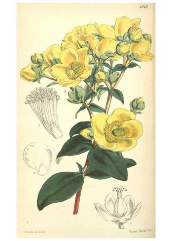 Reproducción/Reproduction 8550707825: Curtis's botanical magazine.. London ;New York [etc.] :Academic Press [etc.]