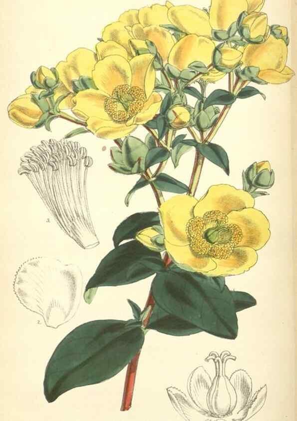 Reproducción/Reproduction 8550707825: Curtis's botanical magazine.. London ;New York [etc.] :Academic Press [etc.]