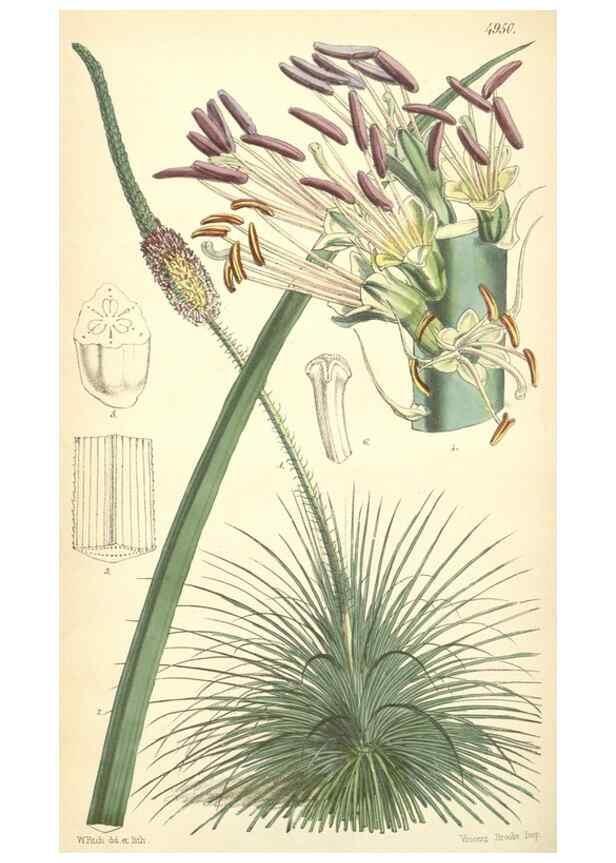 Reproducción/Reproduction 8551810346: Curtis's botanical magazine.. London ;New York [etc.] :Academic Press [etc.]