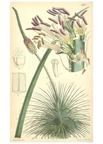 Reproducción/Reproduction 8551810346: Curtis's botanical magazine.. London ;New York [etc.] :Academic Press [etc.]