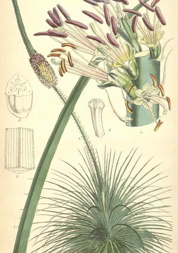 Reproducción/Reproduction 8551810346: Curtis's botanical magazine.. London ;New York [etc.] :Academic Press [etc.]