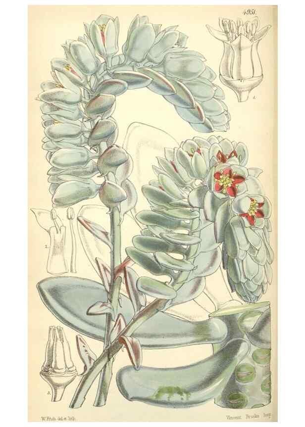 Reproducción/Reproduction 8550709675: Curtis's botanical magazine.. London ;New York [etc.] :Academic Press [etc.]