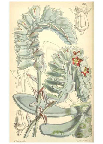 Reproducción/Reproduction 8550709675: Curtis's botanical magazine.. London ;New York [etc.] :Academic Press [etc.]
