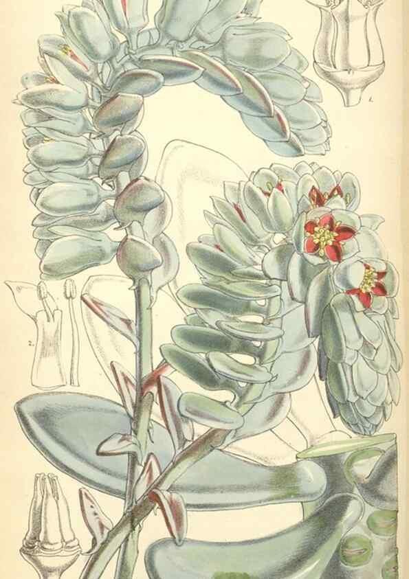 Reproducción/Reproduction 8550709675: Curtis's botanical magazine.. London ;New York [etc.] :Academic Press [etc.]