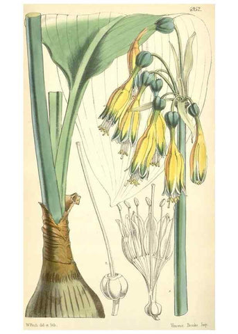Reproducción/Reproduction 8550710693: Curtis's botanical magazine.. London ;New York [etc.] :Academic Press [etc.]
