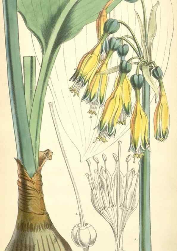 Reproducción/Reproduction 8550710693: Curtis's botanical magazine.. London ;New York [etc.] :Academic Press [etc.]