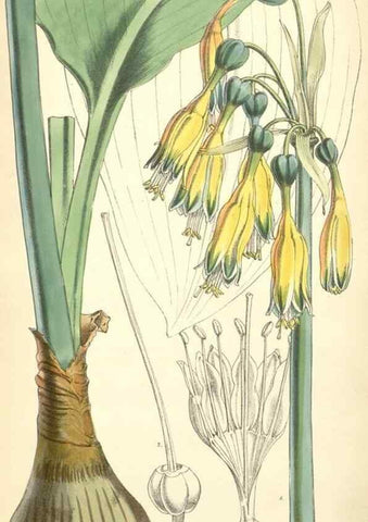 Reproducción/Reproduction 8550710693: Curtis's botanical magazine.. London ;New York [etc.] :Academic Press [etc.]