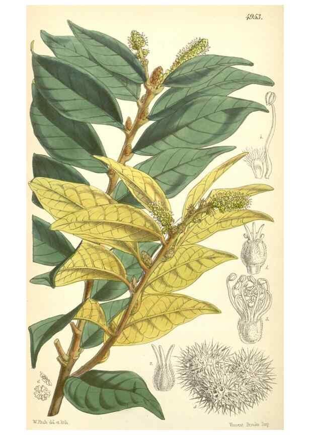 Reproducción/Reproduction 8550711963: Curtis's botanical magazine.. London ;New York [etc.] :Academic Press [etc.]