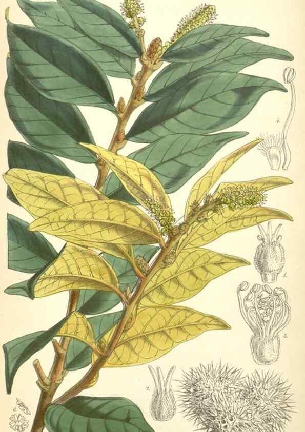 Reproducción/Reproduction 8550711963: Curtis's botanical magazine.. London ;New York [etc.] :Academic Press [etc.]