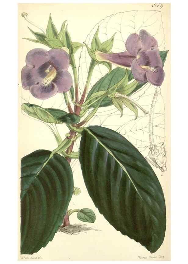 Reproducción/Reproduction 8550712921: Curtis's botanical magazine.. London ;New York [etc.] :Academic Press [etc.]