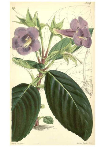 Reproducción/Reproduction 8550712921: Curtis's botanical magazine.. London ;New York [etc.] :Academic Press [etc.]