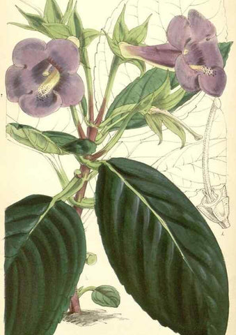 Reproducción/Reproduction 8550712921: Curtis's botanical magazine.. London ;New York [etc.] :Academic Press [etc.]