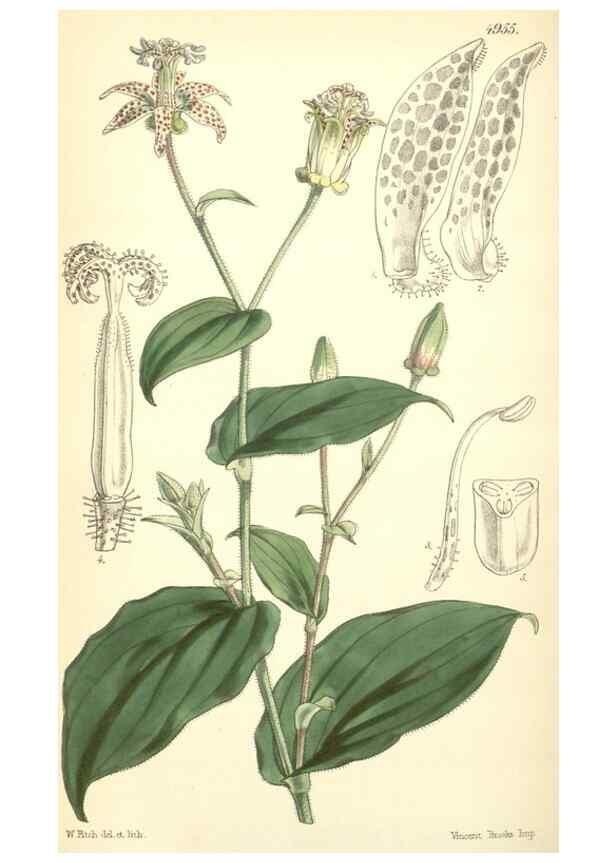 Reproducción/Reproduction 8550713523: Curtis's botanical magazine.. London ;New York [etc.] :Academic Press [etc.]