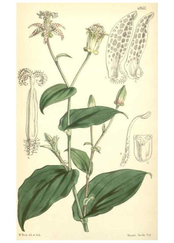 Reproducción/Reproduction 8550713523: Curtis's botanical magazine.. London ;New York [etc.] :Academic Press [etc.]