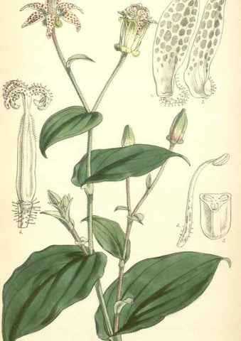 Reproducción/Reproduction 8550713523: Curtis's botanical magazine.. London ;New York [etc.] :Academic Press [etc.]