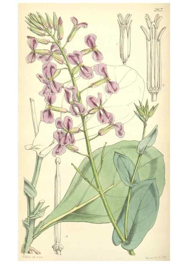 Reproducción/Reproduction 8551807540: Curtis's botanical magazine.. London ;New York [etc.] :Academic Press [etc.]
