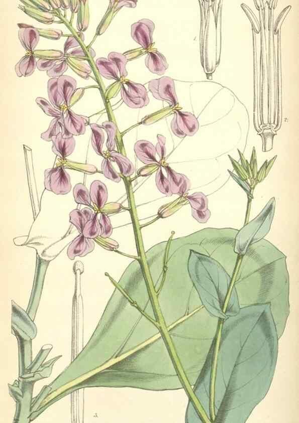 Reproducción/Reproduction 8551807540: Curtis's botanical magazine.. London ;New York [etc.] :Academic Press [etc.]
