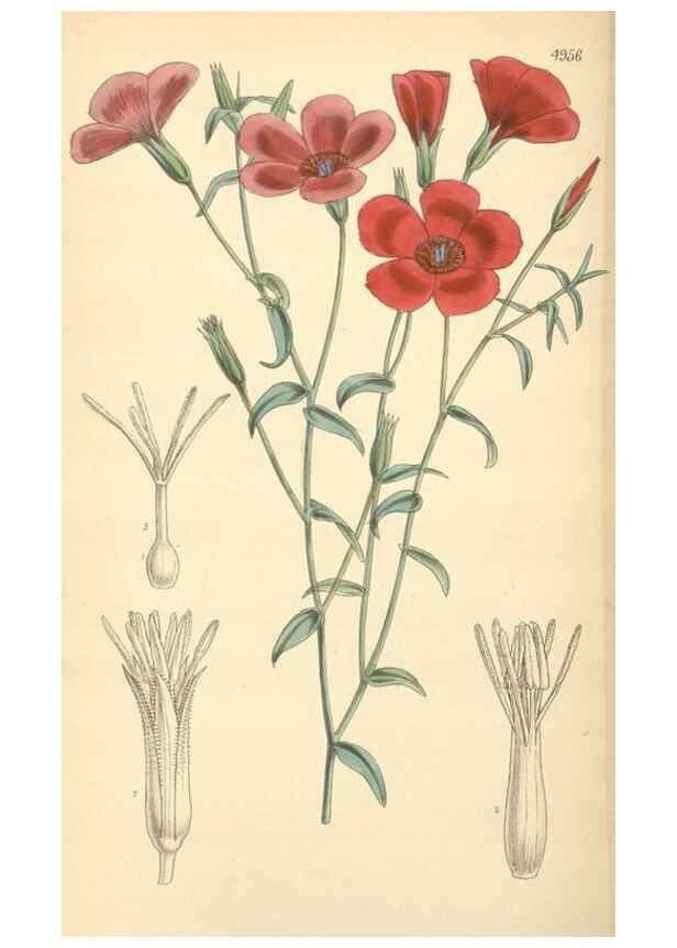 Reproducción/Reproduction 8550715399: Curtis's botanical magazine.. London ;New York [etc.] :Academic Press [etc.]