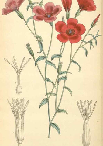 Reproducción/Reproduction 8550715399: Curtis's botanical magazine.. London ;New York [etc.] :Academic Press [etc.]