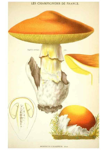Reproducción/Reproduction 8559812736: Les champignons de la France :. Paris :J. Rothschild,1870.