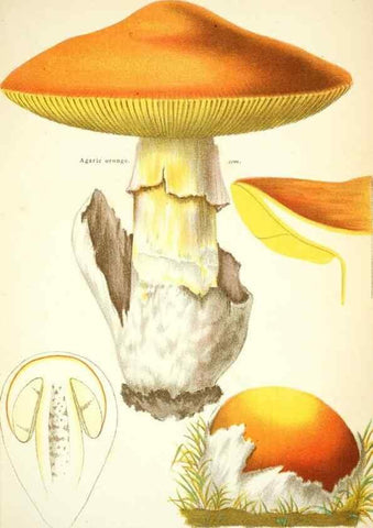 Reproducción/Reproduction 8559812736: Les champignons de la France :. Paris :J. Rothschild,1870.