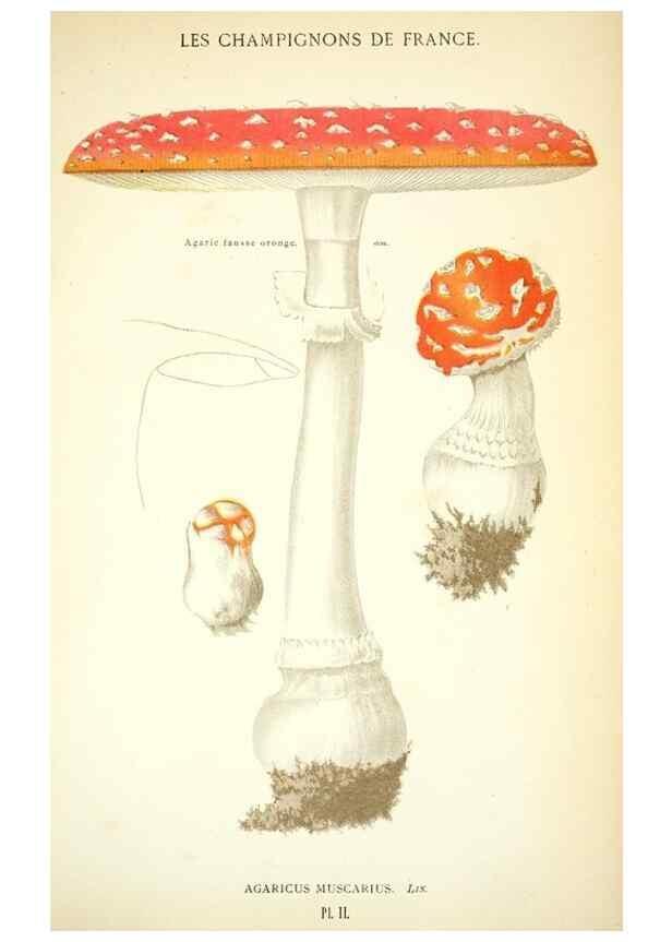 Reproducción/Reproduction 8559812980: Les champignons de la France :. Paris :J. Rothschild,1870.