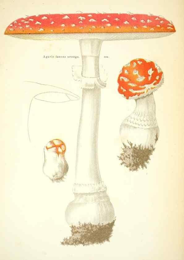 Reproducción/Reproduction 8559812980: Les champignons de la France :. Paris :J. Rothschild,1870.