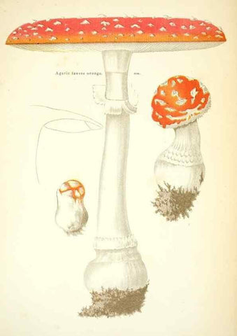 Reproducción/Reproduction 8559812980: Les champignons de la France :. Paris :J. Rothschild,1870.