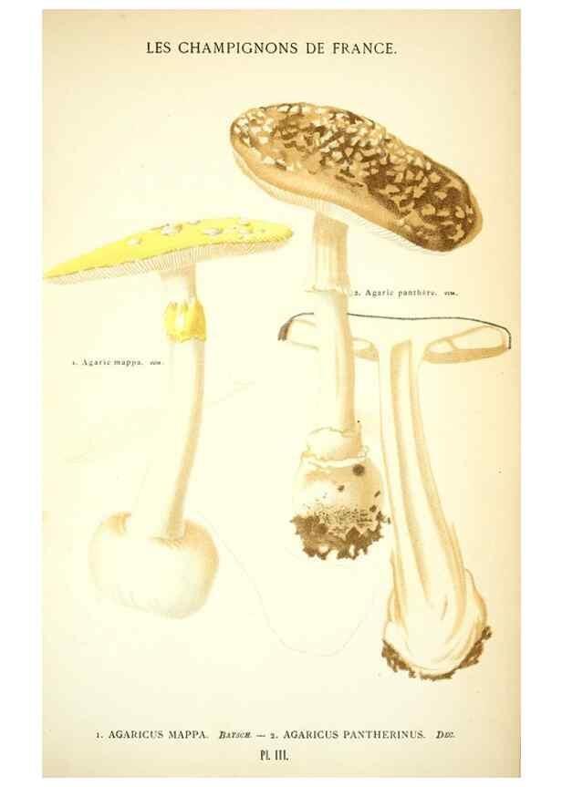 Reproducción/Reproduction 8558705587: Les champignons de la France :. Paris :J. Rothschild,1870.