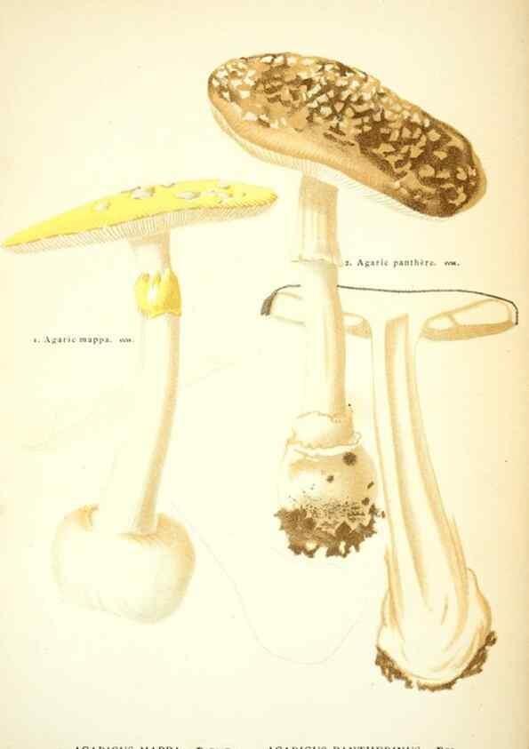 Reproducción/Reproduction 8558705587: Les champignons de la France :. Paris :J. Rothschild,1870.