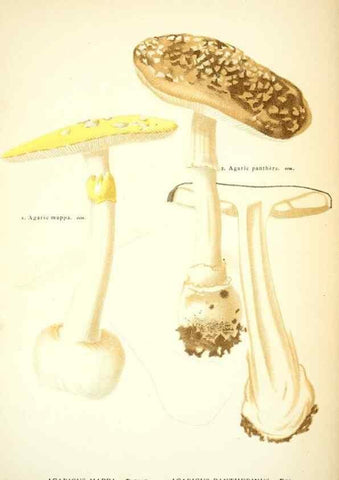 Reproducción/Reproduction 8558705587: Les champignons de la France :. Paris :J. Rothschild,1870.